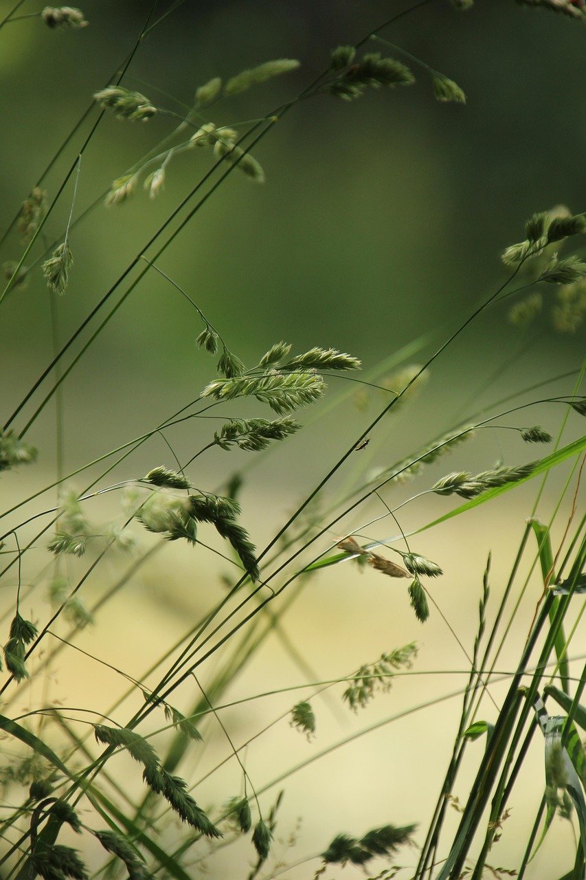 Our Story grasses, meadow, nature, stalks, green, summer, close up, summer, summer, summer, summer, summer