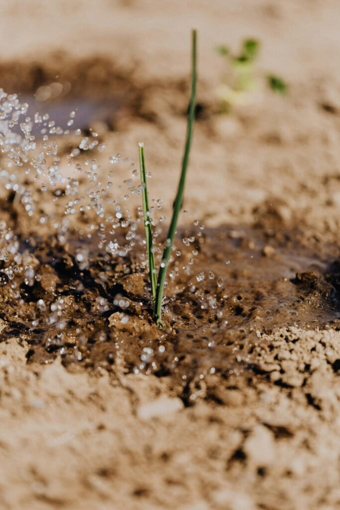 pexels-photo-4207907-4207907 Close-up of a plant sprout being watered in sandy soil, showing growth and irrigation.