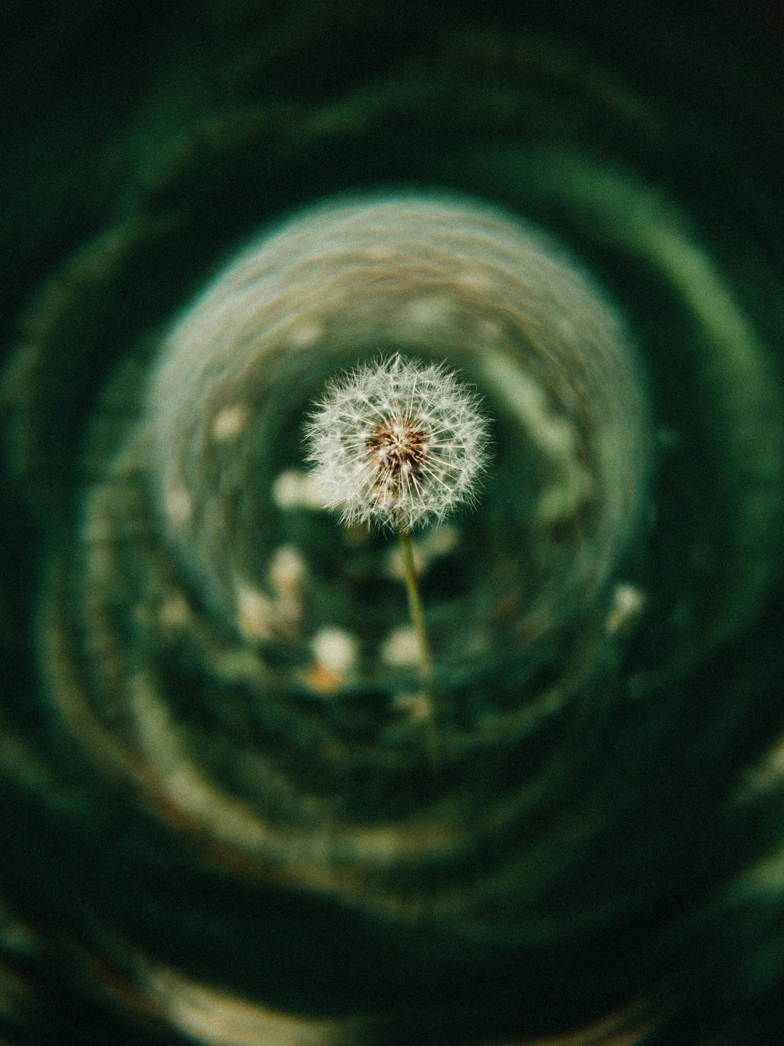 Artistic close-up of a dandelion with swirling focus, creating a dreamy visual effect.